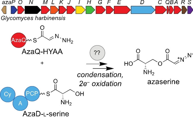 Discovery of the azaserine biosynthetic pathway uncovers a biological route for α-diazoester production