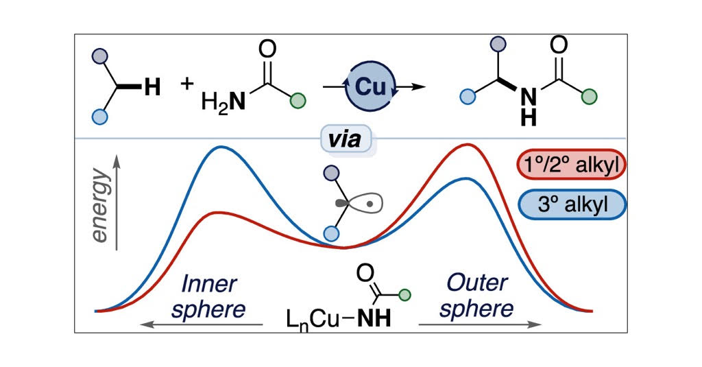 Mechanistic Insights into the Origins of Selectivity in a Cu-Catalyzed C–H Amidation Reaction