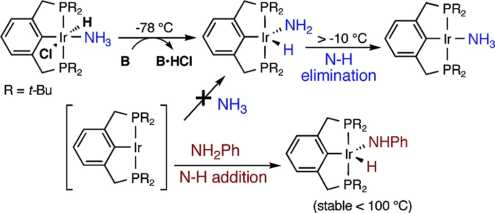 Distinct Thermodynamics for the Formation and Cleavage of N-H Bonds in Aniline and   	Ammonia. Directly-Observed Reductive Elimination of Ammonia from an Isolated   	Amido Hydride Complex