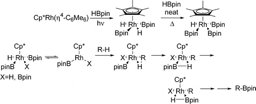 Rhodium Boryl Complexes in the Catalytic, Terminal Functionalization of Alkanes