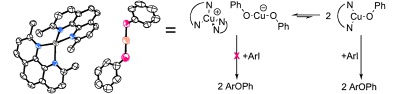 Copper(I) Phenoxide Complexes in the Etherification of Aryl Halides