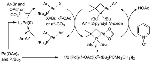 Mechanistic Studies on Direct Arylation of Pyridine N-Oxide: Evidence for Cooperative Catalysis between Two Distinct Palladium Centers