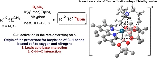 Regioselective Borylation of the C–H Bonds in Alkylamines and Alkyl Ethers. Observation and Origin of High Reactivity of Primary C–H Bonds Beta to Nitrogen and Oxygen