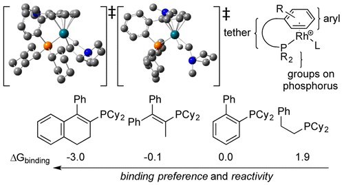 Synthetic and Computational Studies on the Rhodium-Catalyzed Hydroamination of Aminoalkenes