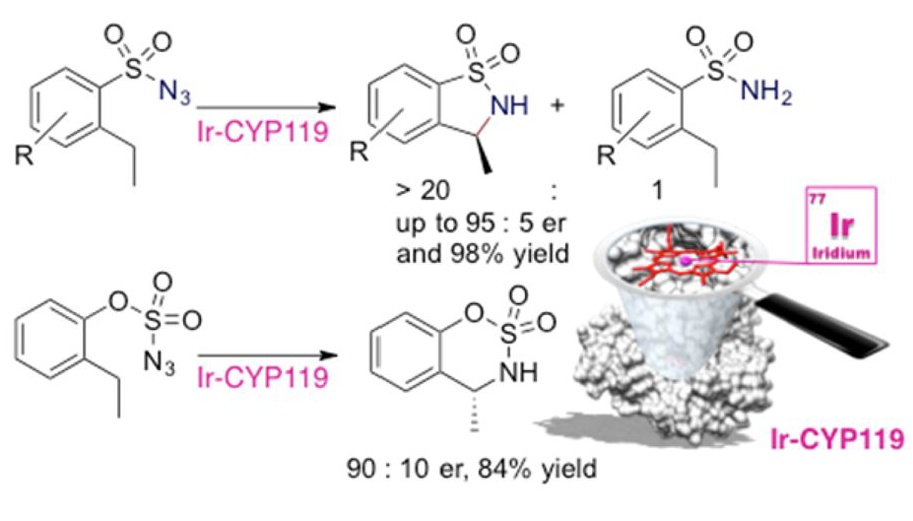 Chemoselective, Enzymatic C-H Bond Amination Catalyzed by a Cytochrome P450 Containing an Ir(Me)-PIX Cofactor
