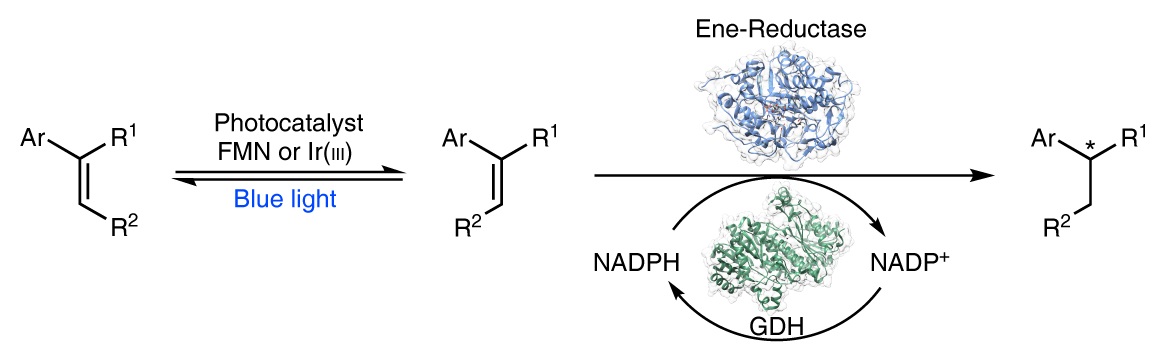 Cooperative asymmetric reactions combining photocatalysis and enzymatic catalysis