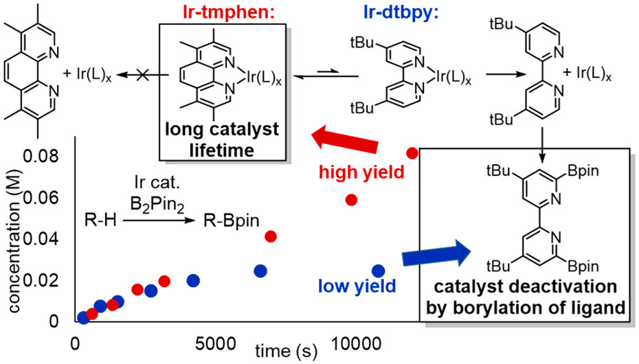 Origin of the Difference in Reactivity between Ir Catalysts for the Borylation of C-H Bonds