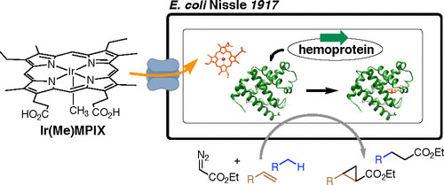 Assembly and Evolution of Artificial Metalloenzymes within E. coli Nissle 1917 for Enantioselective and Site-Selective Functionalization of C-H and C = C Bonds