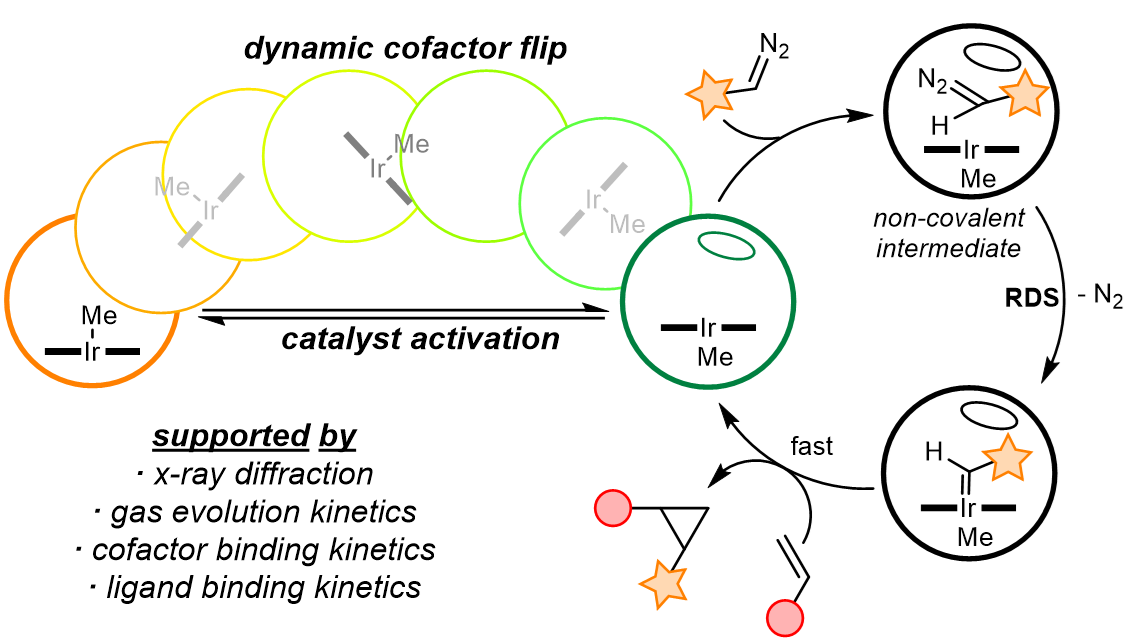 Mechanistic and structural characterization of an iridium-containing cytochrome reveals kinetically relevant cofactor dynamics