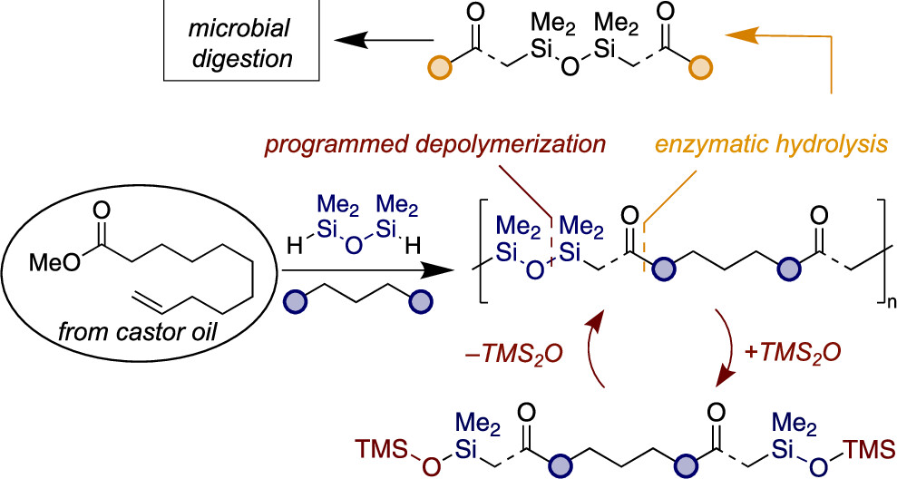 Polymers from Plant Oils Linked by Siloxane Bonds for Programmed Depolymerization