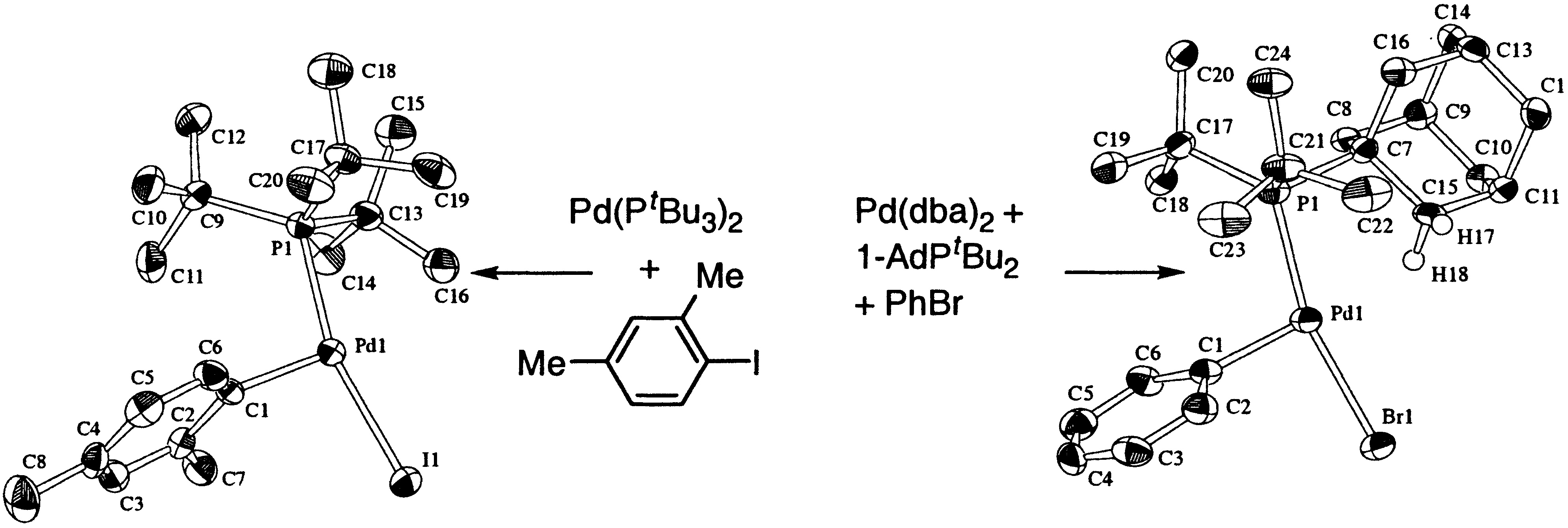 Synthesis, characterization, and reactivity of monomeric, arylpalladium   	halide complexes with a hindered phosphine as the only dative ligand