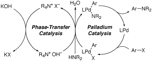 Aqueous hydroxide as a base for palladium-catalyzed amination of aryl chlorides and bromides